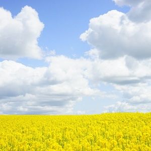 Meet your Posher, Celine